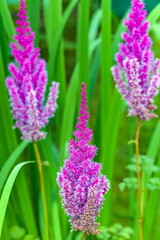 Red flowers astilba closeup