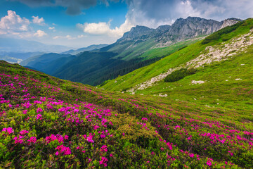 Alpine pink rhododendron flowers in the mountains, Bucegi, Carpathians, Romania
