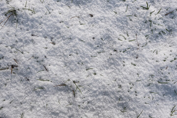 Closeup Image of Grass Blades After Snowfall