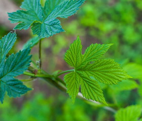 Hop leaves closeup on a green background in summer