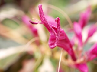 Pink flowers Graptophyllum pictum with rain drops in garden ,macro image	