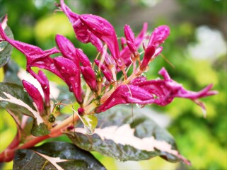 Pink flowers Graptophyllum pictum with rain drops in garden ,macro image 