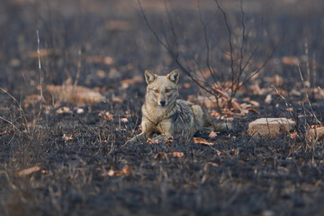 black backed jackal in the grass