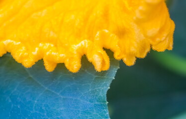 Part of a pumpkin flower and leaf close-up in summer