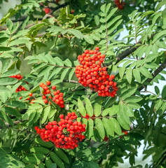 Bunches of Rowan on a green background in summer