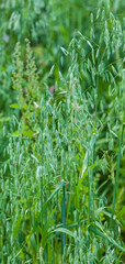 Oat shoots and unripe grains in summer on a green background