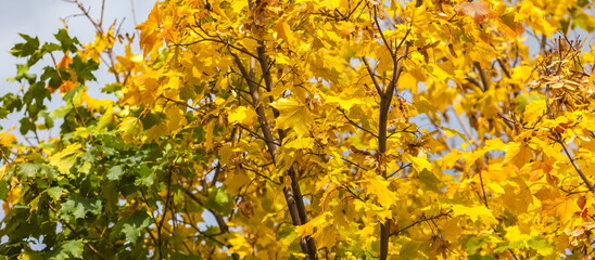 Naklejka na ściany i meble Yellow leaves of canadian maple on branches