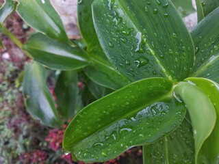 Costus Spicatus Leaves with Water Drops