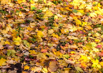Colorful canadian maple leaves on the garden ground in autumn