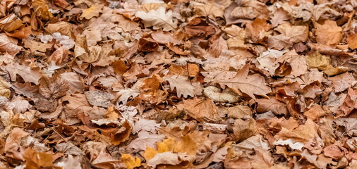 Dry leaves from trees (Linden, maple, oak) on the ground close-up in autumn