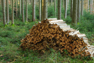 Aufgestapeltes Brennholz / Meterholz auf einem Haufen im grünen Wald (Holzwirtschaft / Fortswirtschaft) im Sommer