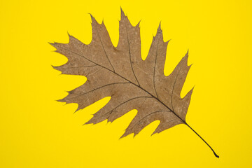 Pressed Single Oak Leaf Isolated On Yellow Background. Dried autumnal leaf texture