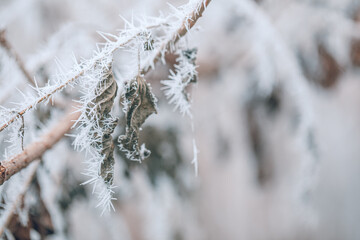 Frosty leaves in winter. Close up of frozen leaf early in the morning in winter, nature macro. Natural colors, seasonal abstract nature