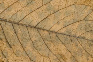 Macro shot of dried leaf surface with visible veins texture