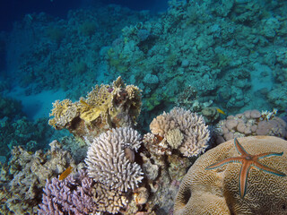 starfish underwater in the Great Barrier Reef