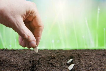 planting seeds in the ground, seed in hand.