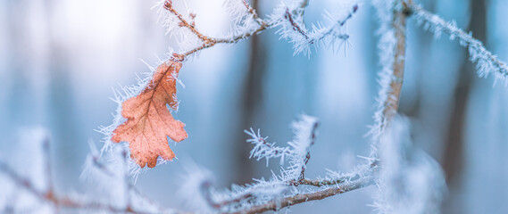 Frosty leaves in winter. Close up of frozen leaf early in the morning in winter, nature macro. Natural colors, seasonal abstract nature