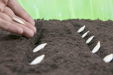  sow, 
 sow the seeds, sowing