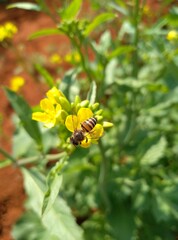 bee on yellow mustard flower