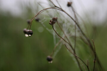 Drop of dew on the grass on black and white paper. Morning. Field.