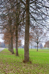 Obraz premium Autumn landscape with tree alley.