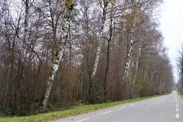 Autumn landscape with tree alley made of birches.