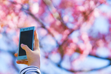 桜をスマホで撮影する　【春　イメージ】