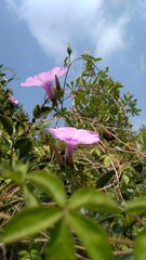 Purple coloured wild flowers