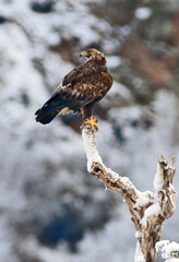aguila real en libertad