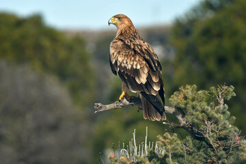 Joven aguila imperial en la nieve