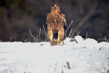 Joven aguila imperial en la nieve