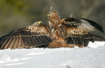 Milano real en la naturaleza