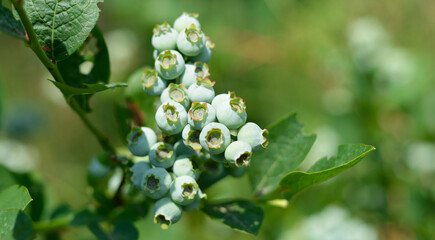 mirtilli ancora verdi a primavera