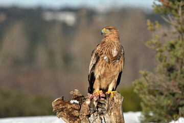 Joven aguila imperial en la nieve