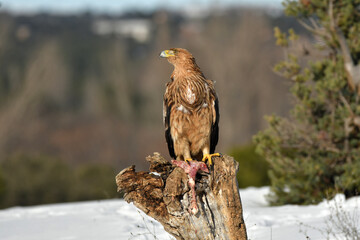Joven aguila imperial en la nieve