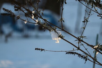Snow on twigs glittering in the sun