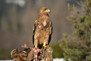 Joven aguila imperial en la nieve
