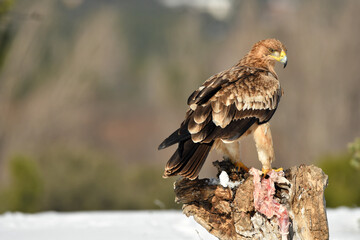 Joven aguila imperial en la nieve
