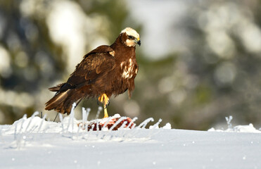 aguila lagunero en la nieve