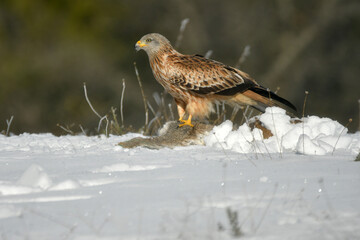 Milano real en la naturaleza