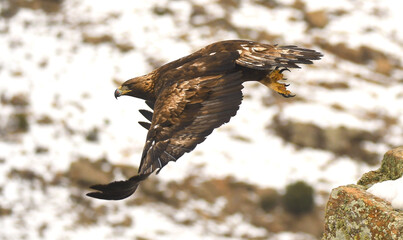 aguila real en libertad