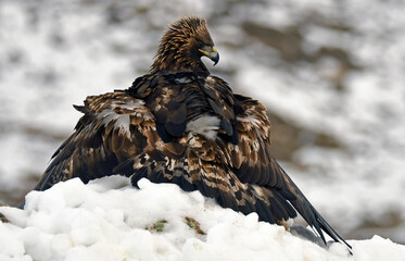 aguila real en libertad