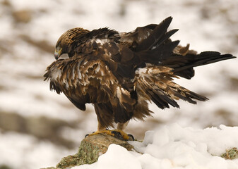 aguila real en libertad