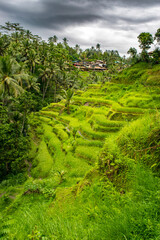 Fototapeta na wymiar Colorful Rice Terraces outside Ubud, Indonesia [Island of Bali] 