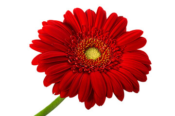 Red gerbera flower head