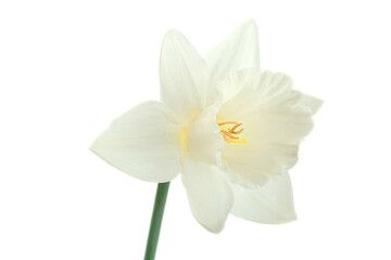 Naklejka na ściany i meble Narcissus spring flower on white