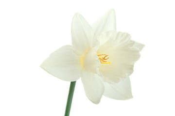 Narcissus spring flower on white