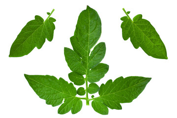 Tomato leaf closeup on white