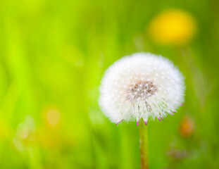 white dandelion on a green background. Selective focus