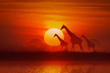 silhouette Animal, giraffe and grass and tree at sunset